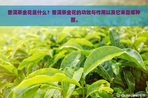 普洱茶金花是什么？普洱茶金花的功效与作用以及它来自哪种菌。