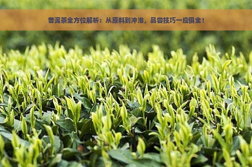 普洱茶全方位解析：从原料到冲泡，品尝技巧一应俱全！