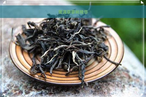 普洱茶茶树精华