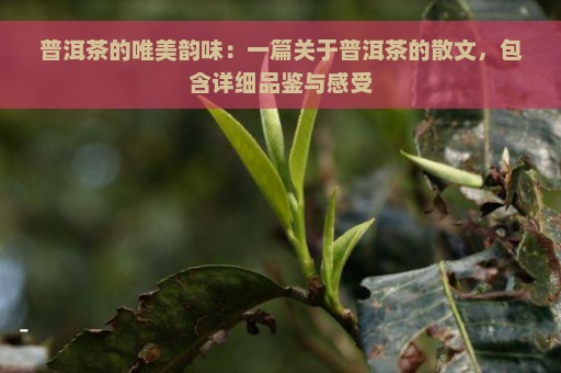 普洱茶的唯美韵味：一篇关于普洱茶的散文，包含详细品鉴与感受