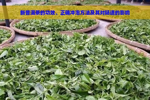 新普洱茶的功效、正确冲泡方法及其对肠道的影响