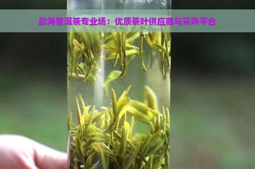 勐海普洱茶专业场：优质茶叶供应商与采购平台