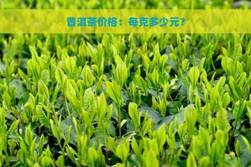 普洱茶价格：每克多少元？