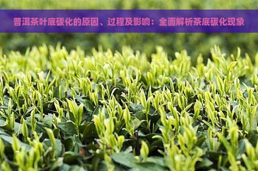 普洱茶叶底碳化的原因、过程及影响：全面解析茶底碳化现象