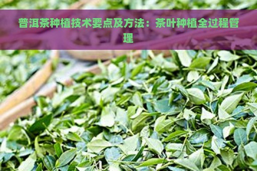 普洱茶种植技术要点及方法：茶叶种植全过程管理