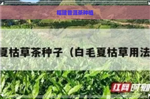 福建普洱茶种植