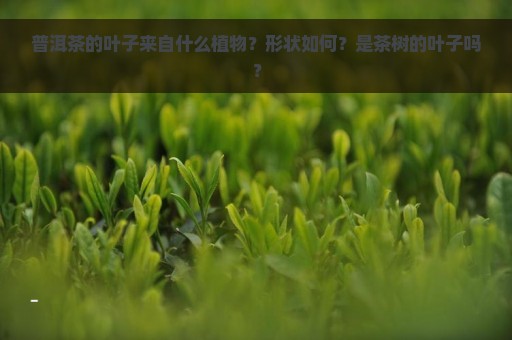 普洱茶的叶子来自什么植物？形状如何？是茶树的叶子吗？