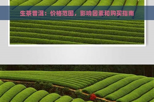 生茶普洱：价格范围，影响因素和购买指南