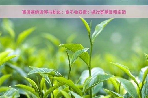 普洱茶的保存与陈化：会不会变质？探讨其原因和影响