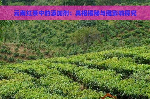 云南红茶中的添加剂：真相揭秘与健影响探究