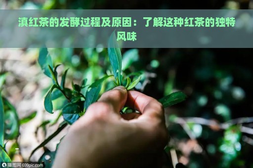 滇红茶的发酵过程及原因：了解这种红茶的独特风味