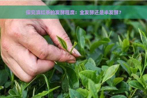 探究滇红茶的发酵程度：全发酵还是半发酵？