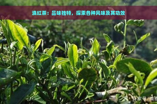 滇红茶：品味独特，探索各种风味及其功效