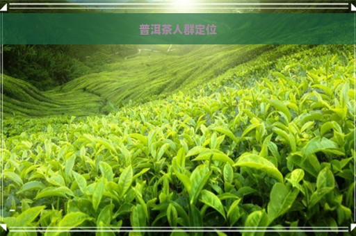 普洱茶人群定位