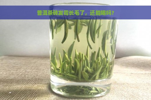 普洱茶砖发霉长毛了，还能喝吗？