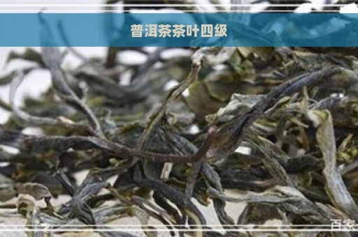 普洱茶茶叶四级