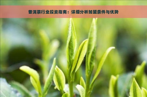 普洱茶行业投资指南：详细分析加盟条件与优势