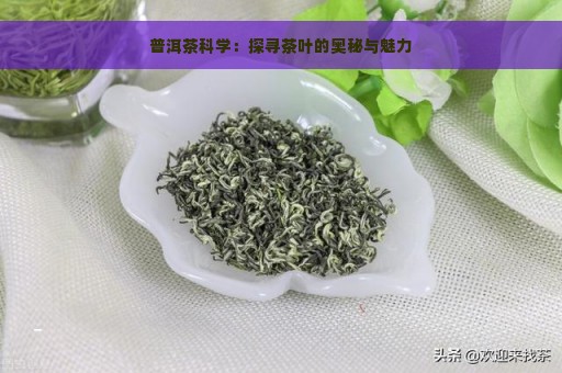 普洱茶科学：探寻茶叶的奥秘与魅力