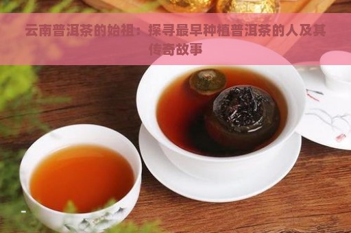 云南普洱茶的始祖：探寻最早种植普洱茶的人及其传奇故事