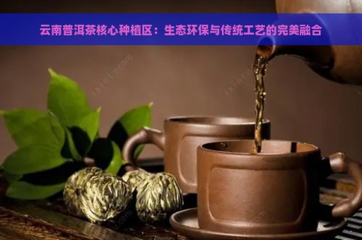 云南普洱茶核心种植区：生态环保与传统工艺的完美融合