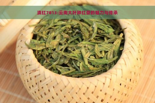 滇红7813:云南大叶种红茶的魅力与传承