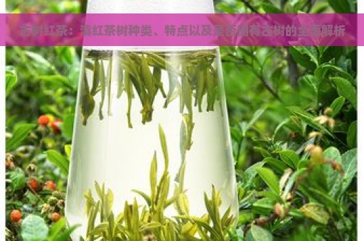 古树红茶：滇红茶树种类、特点以及是否拥有古树的全面解析