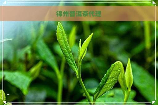 锦州普洱茶代理