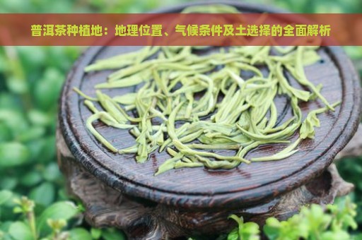 普洱茶种植地：地理位置、气候条件及土选择的全面解析