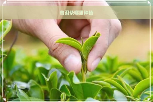 普洱茶哪里种植