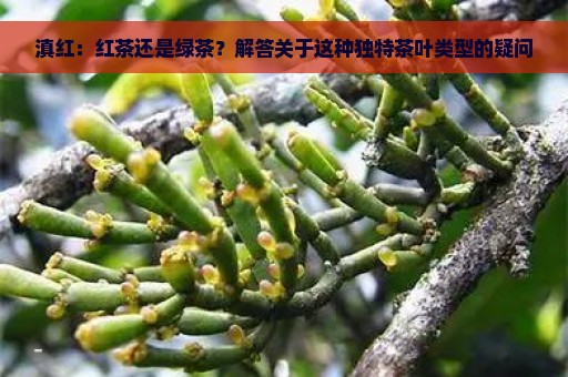 滇红：红茶还是绿茶？解答关于这种独特茶叶类型的疑问