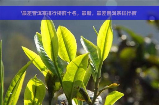 '最差普洱茶排行榜前十名，最新，最差普洱茶排行榜'