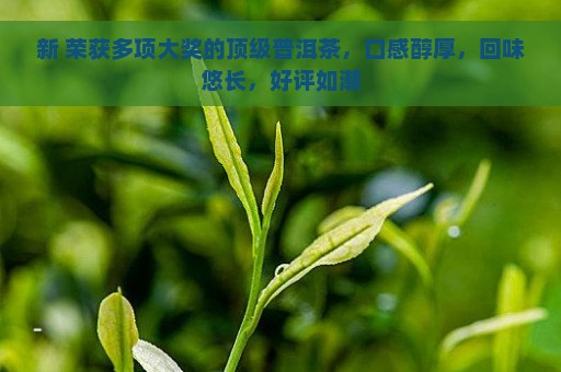 新 荣获多项大奖的顶级普洱茶，口感醇厚，回味悠长，好评如潮