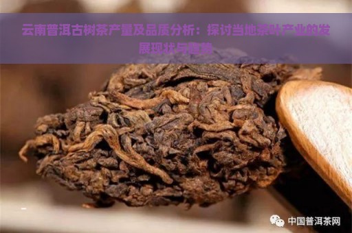 云南普洱古树茶产量及品质分析：探讨当地茶叶产业的发展现状与趋势