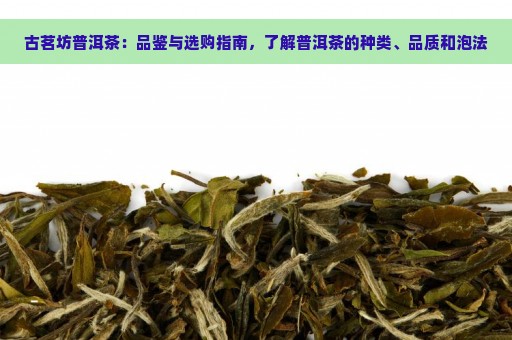 古茗坊普洱茶：品鉴与选购指南，了解普洱茶的种类、品质和泡法