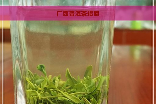 广西普洱茶招商