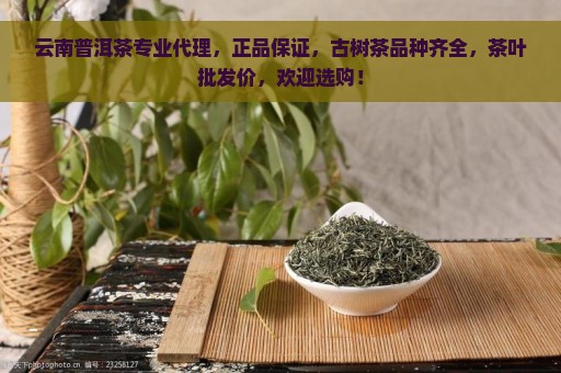 云南普洱茶专业代理，正品保证，古树茶品种齐全，茶叶批发价，欢迎选购！