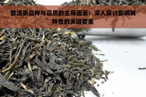 普洱茶品种与品质的主导因素：深入探讨影响其特性的关键要素