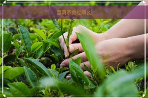 普洱茶会过期么