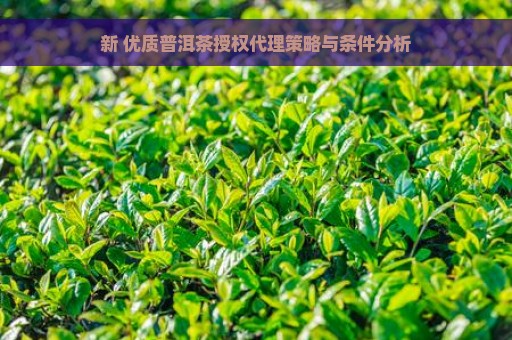 新 优质普洱茶授权代理策略与条件分析