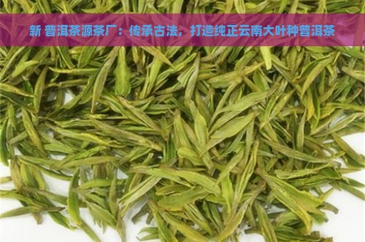 新 普洱茶源茶厂：传承古法，打造纯正云南大叶种普洱茶