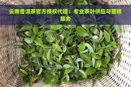 云南普洱茶官方授权代理：专业茶叶供应与营销服务