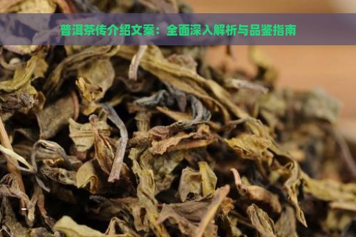 普洱茶传介绍文案：全面深入解析与品鉴指南