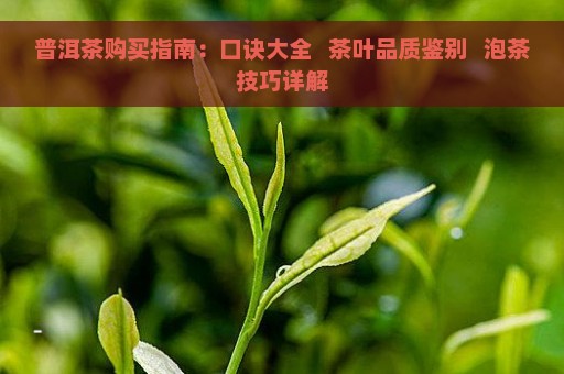 普洱茶购买指南：口诀大全   茶叶品质鉴别   泡茶技巧详解