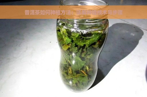 普洱茶如何种植方法：详解种植技术与步骤