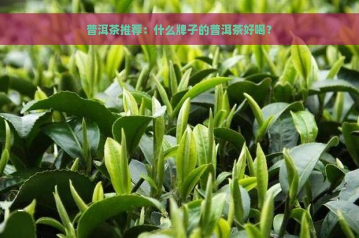 普洱茶推荐：什么牌子的普洱茶好喝？