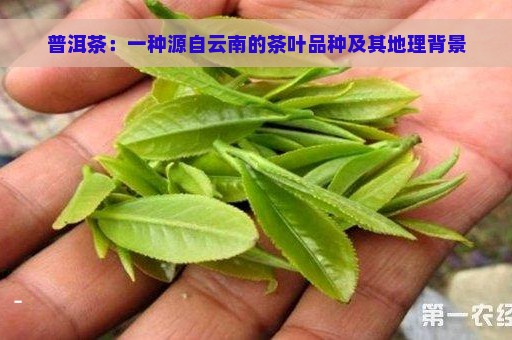 普洱茶：一种源自云南的茶叶品种及其地理背景