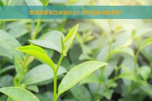 普洱茶投茶口诀是什么？如何正确泡普洱茶？