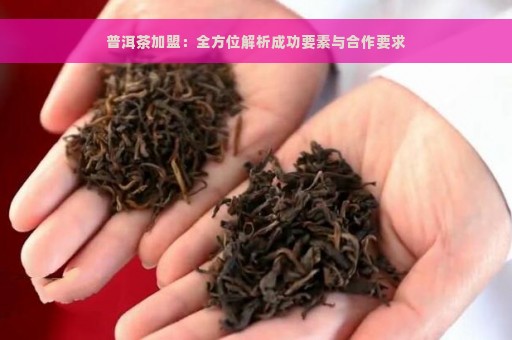 普洱茶加盟：全方位解析成功要素与合作要求