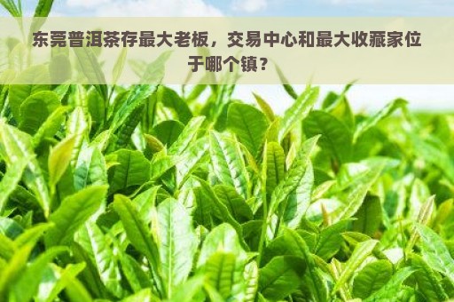 东莞普洱茶存最大老板，交易中心和最大收藏家位于哪个镇？