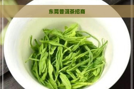 东莞普洱茶招商